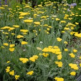 Moonshine Yarrow